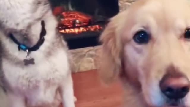 This kind of dog can quarrel most