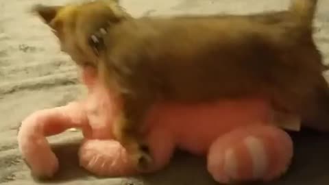 Baby Loki