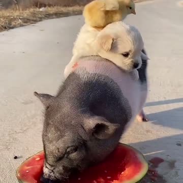 Yummy Yummy watermelon 🍉