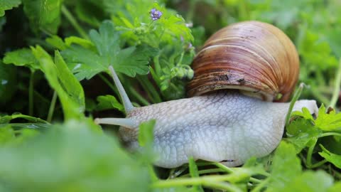 Snail Monsoon Creature