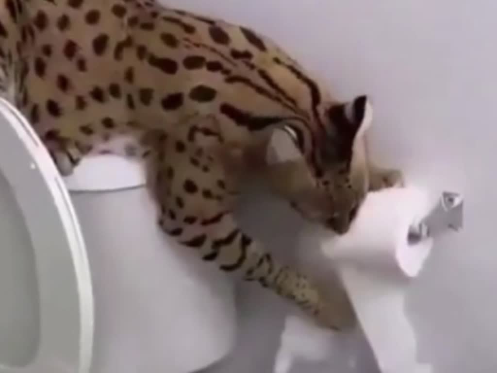 Funny animals