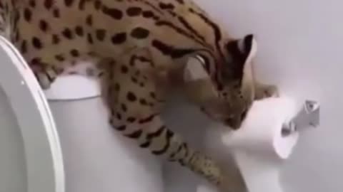 Funny animals