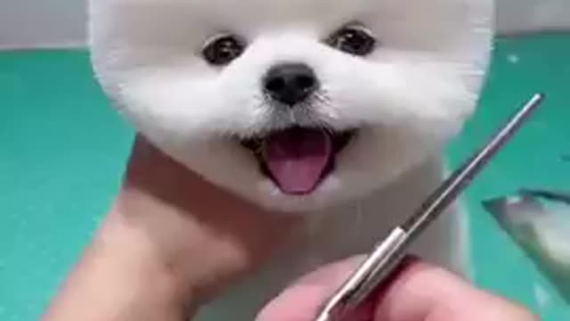 Cute funny dog tik tok funny dog