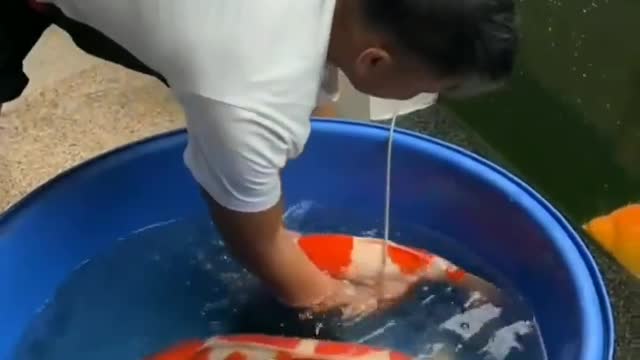 World most beautiful fish video
