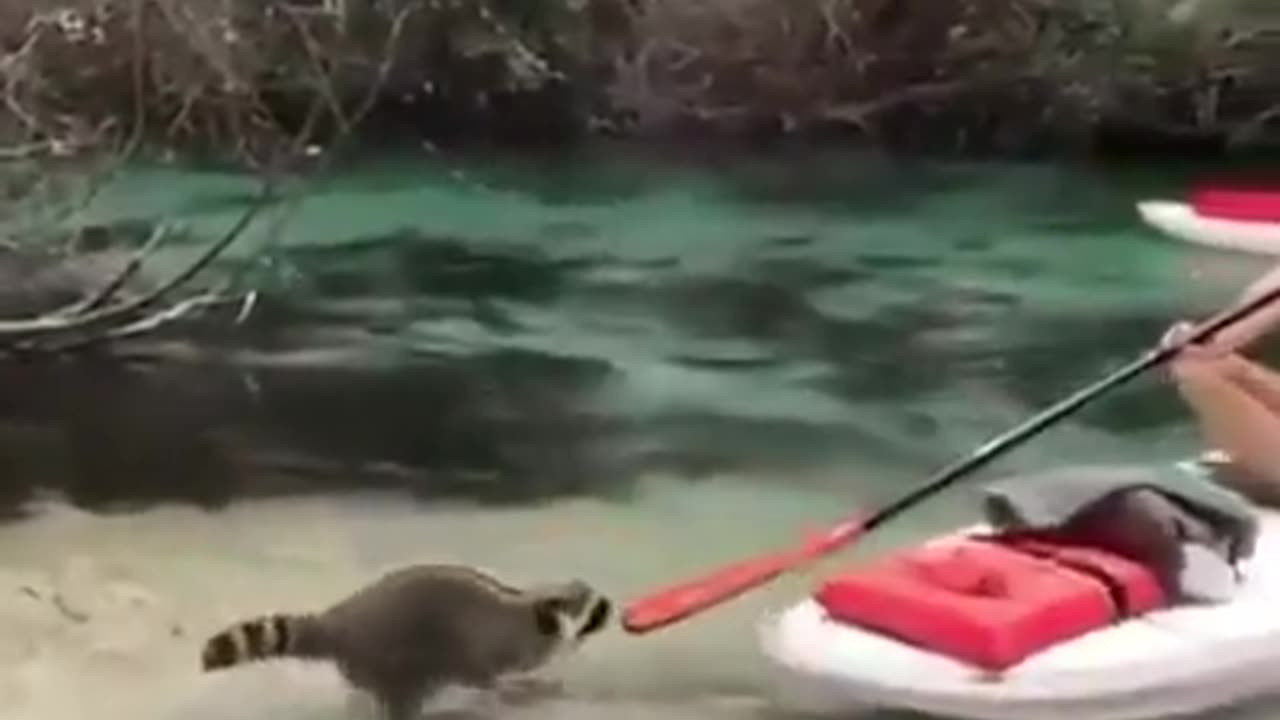Funny Animals