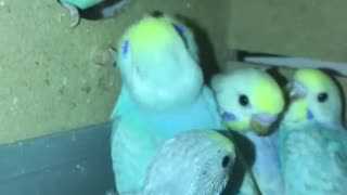 A group of love birds fed by their mother in a wonderful way