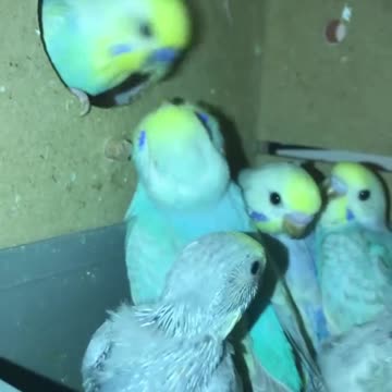 A group of love birds fed by their mother in a wonderful way