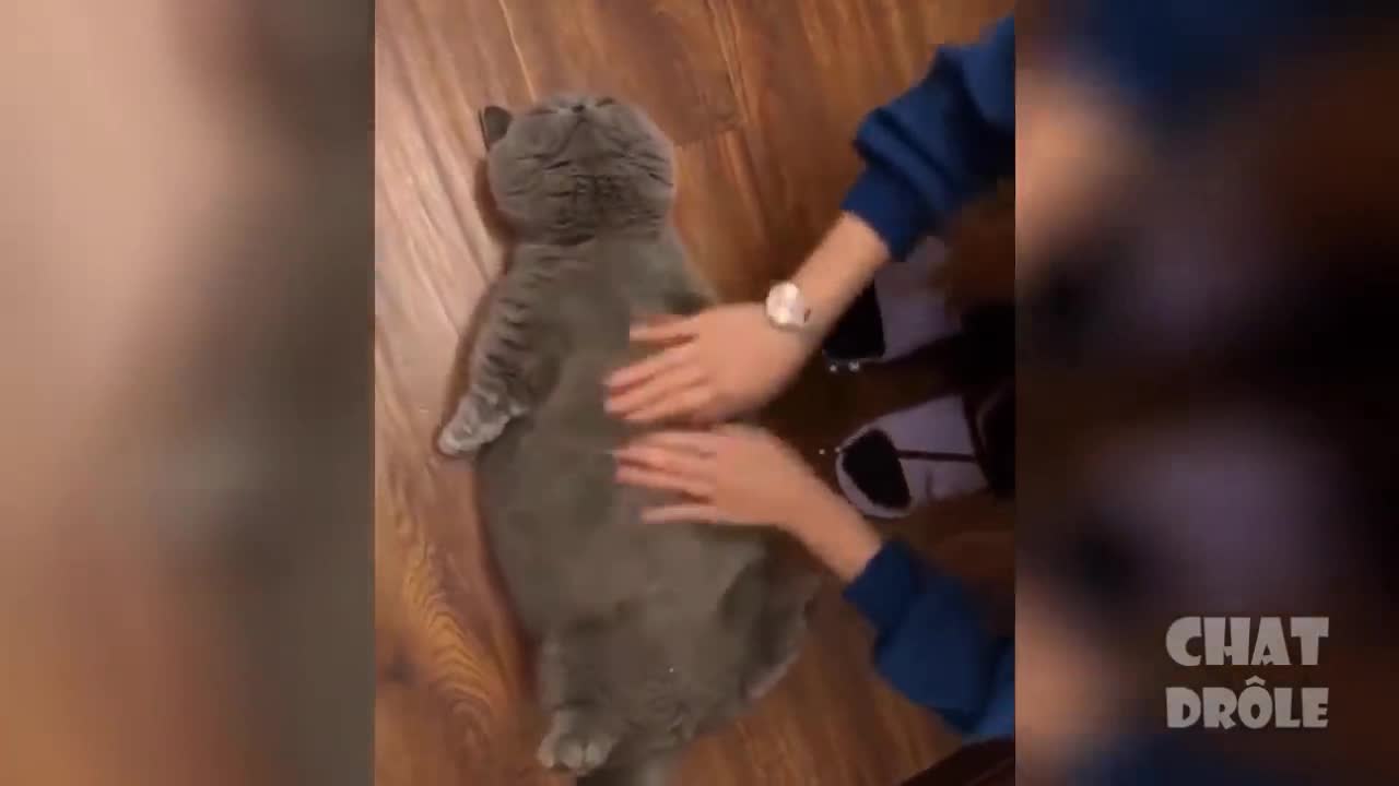 Very cute and crazy cat vol #5 - cat enjoy massage