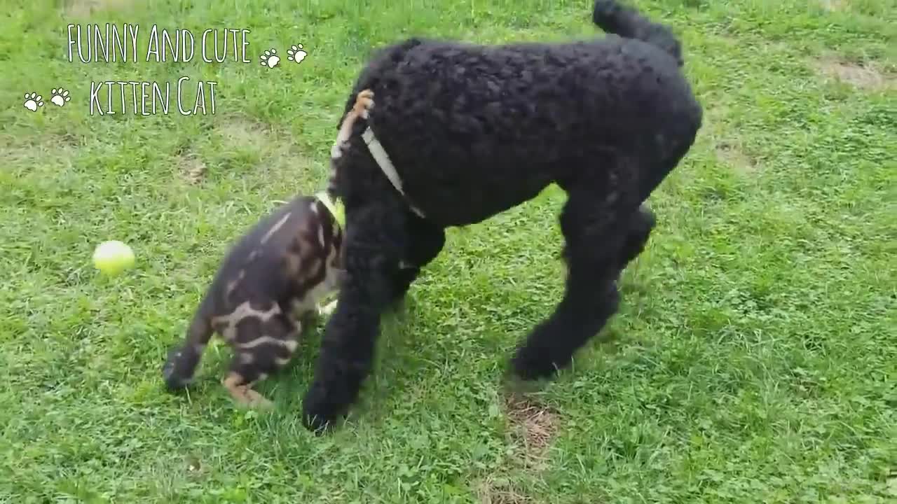 Funny cat and dog video