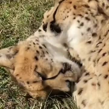 Husband and wife lick each other🤠😍