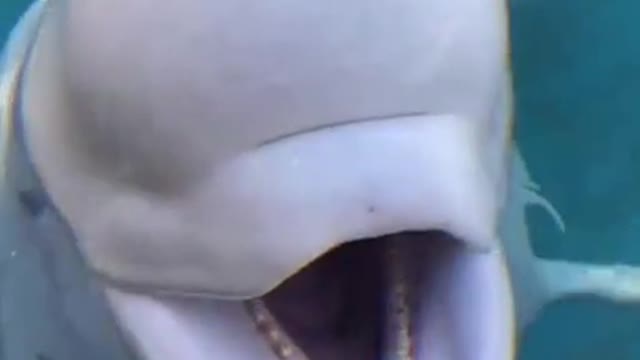 Funny dolphin 🐬 eating fish dolphin show