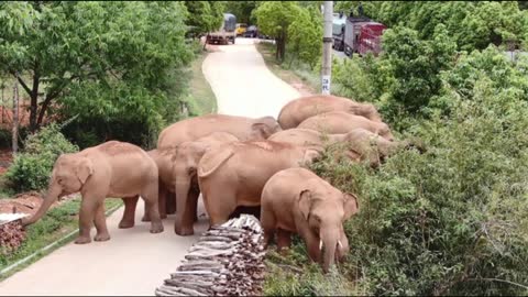 The journey of wandering elephants in south china