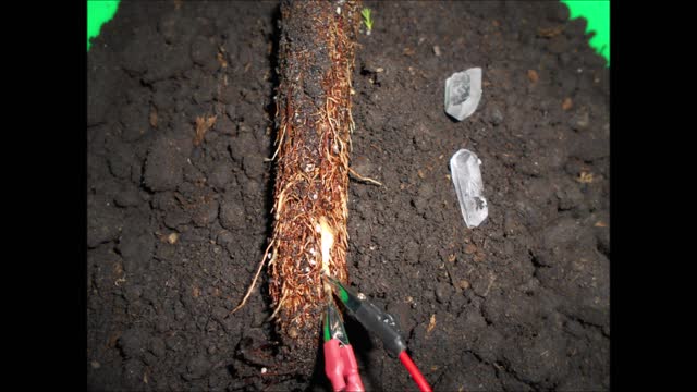 Interview with a Giant Sequoia 2 yr old tree root system 8 14 2019