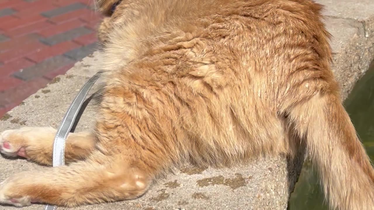 Leashed Cat Dips Tail In Water Fountain