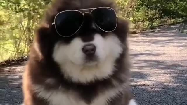A dog that starts barking from a long distance can't hurt.