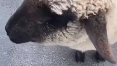 Beep beep sheep funnyvideg