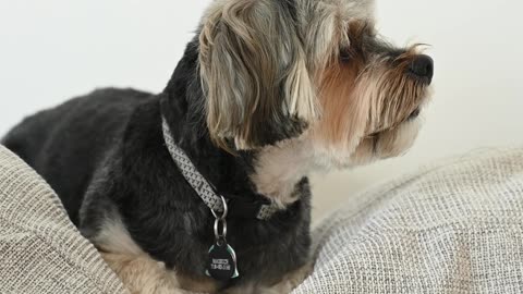 A Dog on a Pillow