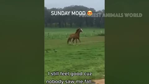 New Funny Animals