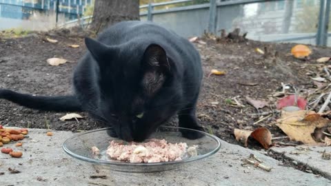 20231231 160939 Tux Eating