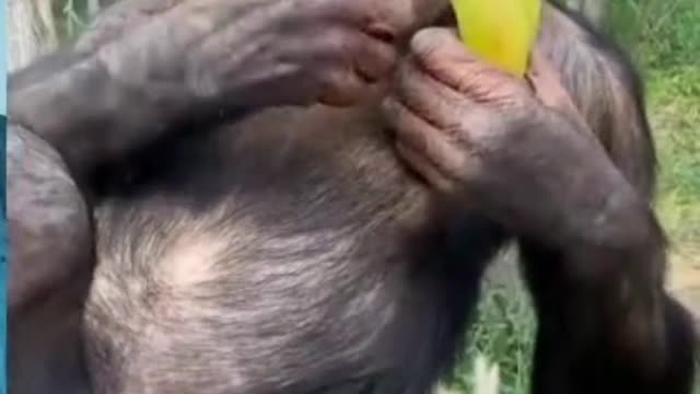 Funniest Animals Monkey video😸😹❤️