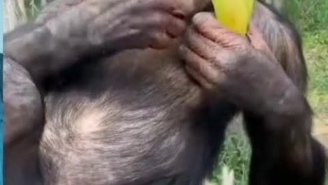 Funniest Animals Monkey video😸😹❤️