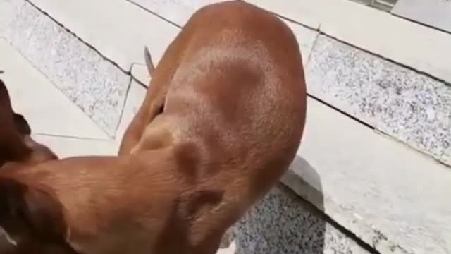 cute dog video