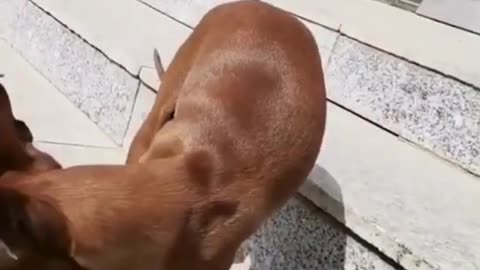 cute dog video