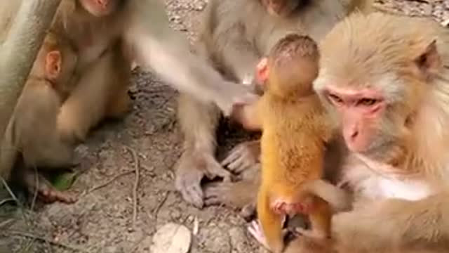 Cute monkey videos 2021