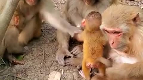 Cute monkey videos 2021