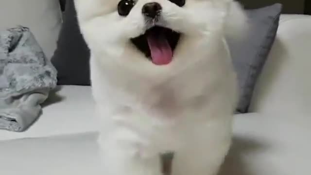 Amazing white puppy