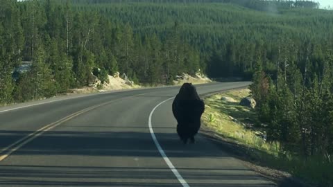 Adorable Bison encounter