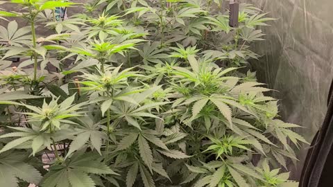 Live from Garden with GoldenGromie