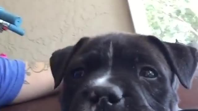 Close up of super cute puppy