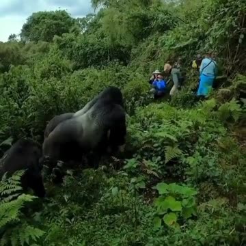 Magnificent Mountain Gorilla
