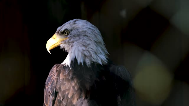 Eagle