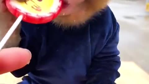 Little monkey eating sweets ./monkey eating 🥰😍😘😘😘