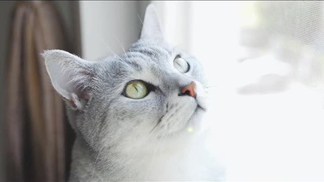 Charming eyes