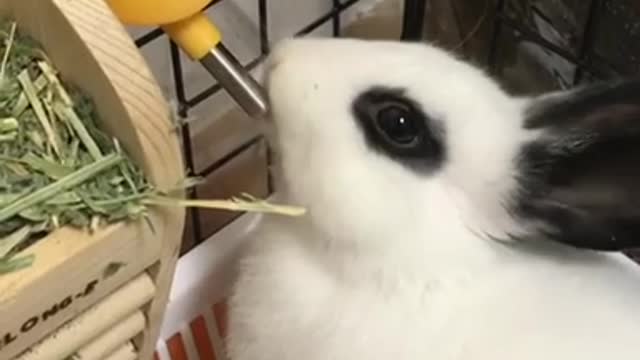 Rabbit Bunny