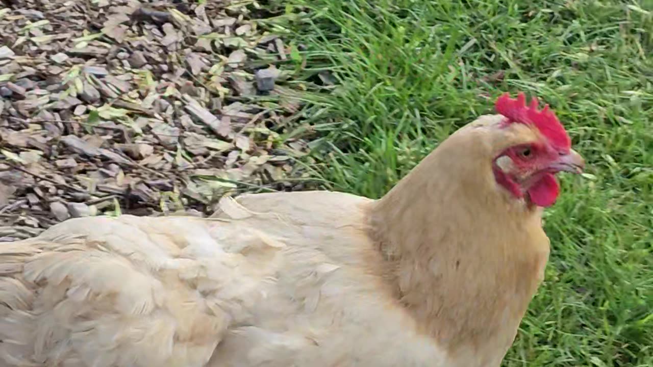 OMC! Chicken on the run - little chicken run! 🐔😂🤣 #run #little #chicken #orpington #hen #shorts