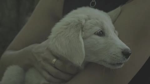 So Nice dog