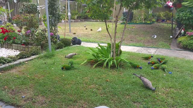 Wide range of Australian native birds togrther