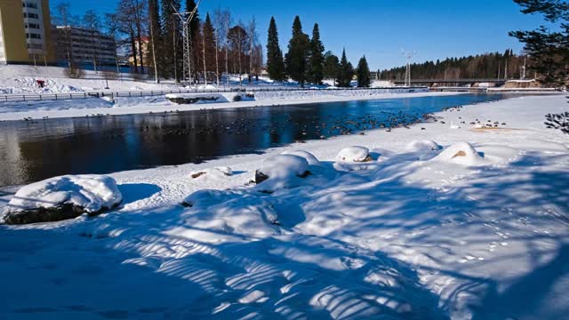 Ducks and swans on the river near downtown Kajaani