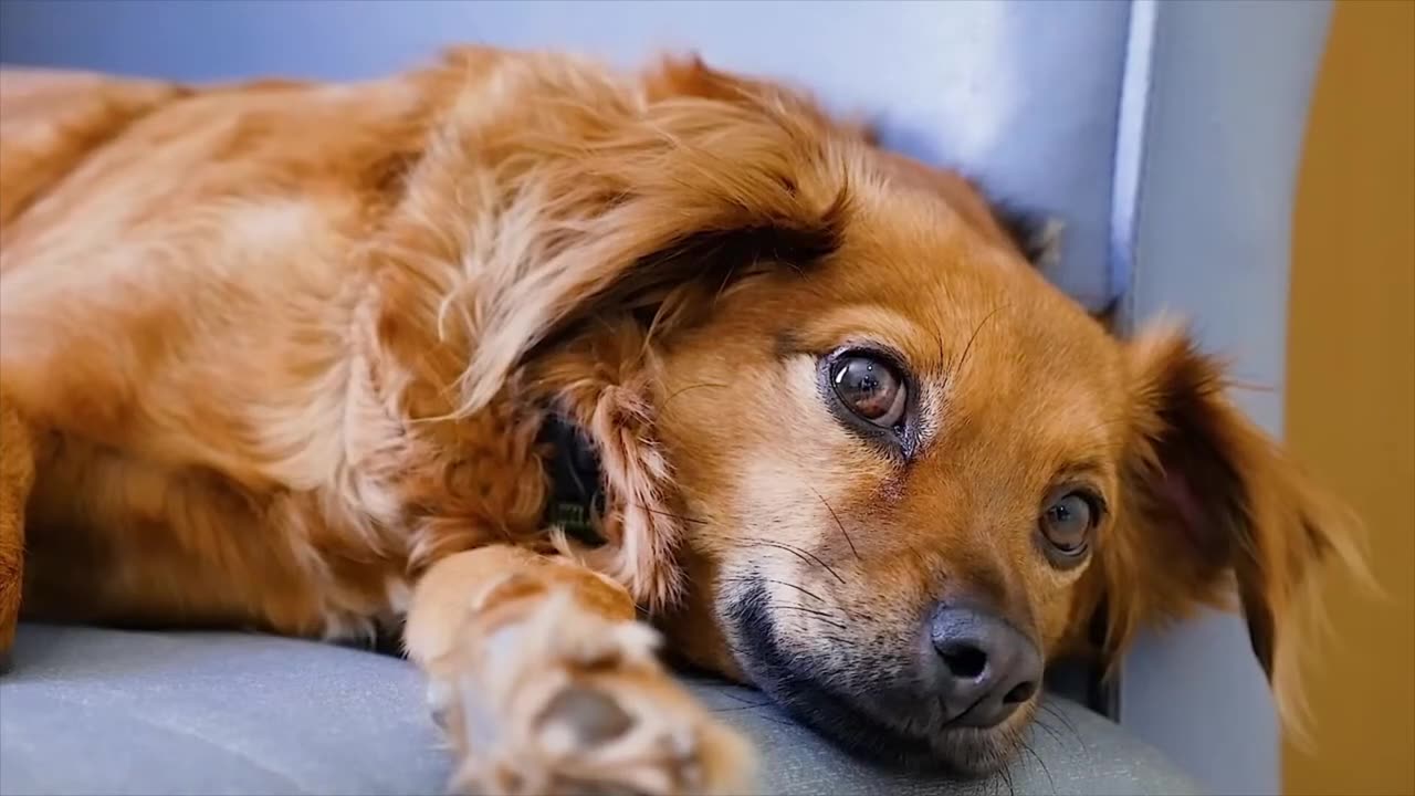 Cute Animals for When You are Stressed, Relieve Stress by Watching These Cute Creatures-