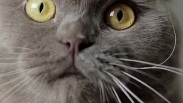 OMG These Cats Are So Cute And Beautiful | Viral Cat