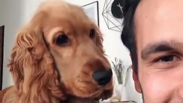 Pup is just so confused by owner's mocking sounds