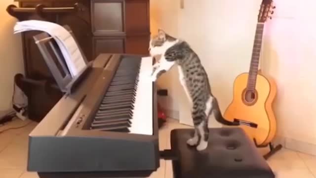 Funniest cat video