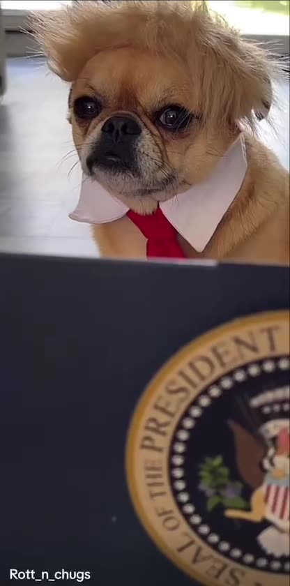 DOG LOOK LIKE TRUMP 10/20/24 #TRUMP24
