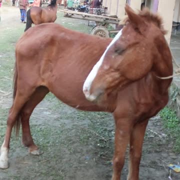 rolling stones #horseracig 😍 #shorts #shortvideo #villagemarketbd #horsevideo #villagelife