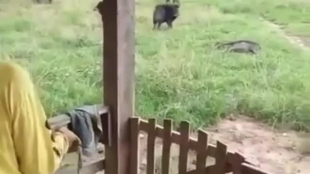 boar attacked a dog