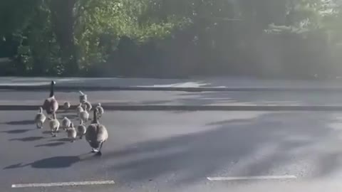 Cute duck family morning walk